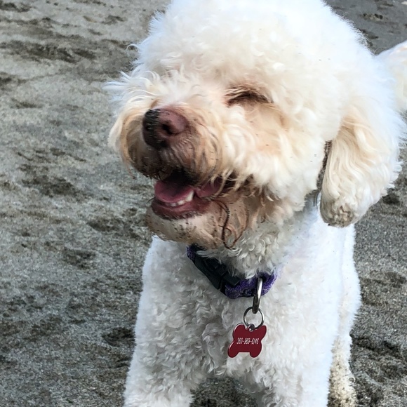 Meet your Posher, Callan - Picture 1 of 2